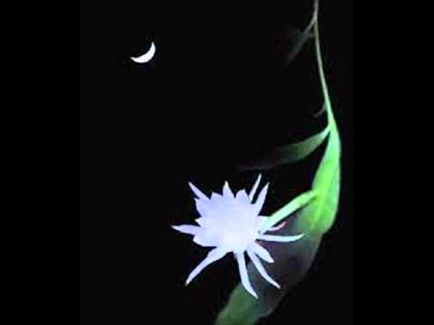 Dạ khúc - Quang Lý