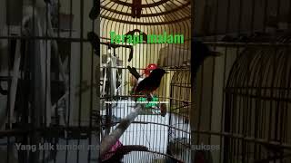 Download lagu suara kretekan murai batu medan gacor malam hari AMPUH mendongkrak birahi muray agar gacor SHORTS mp3