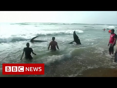 救助隊が救助を急ぐパイロットクジラ - BBC ニュース (Rescuers rush to save beached pilot whales - BBC News)