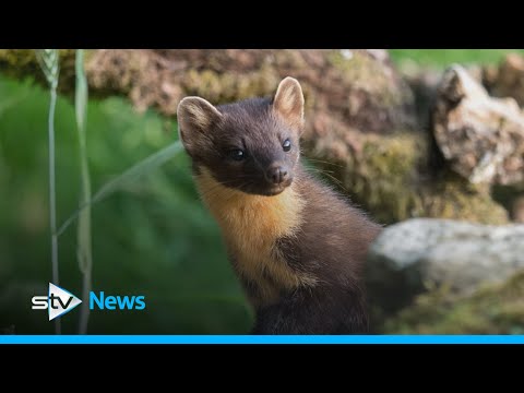 Pinemartens drafted in to fight grey squirrel incursion