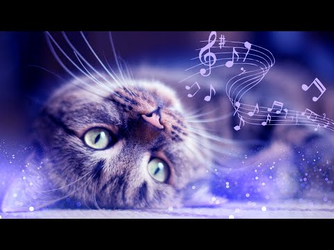 Cat Music & Sounds of Rain that Cats Love - Healing Music for Anxiety and Stress Relief