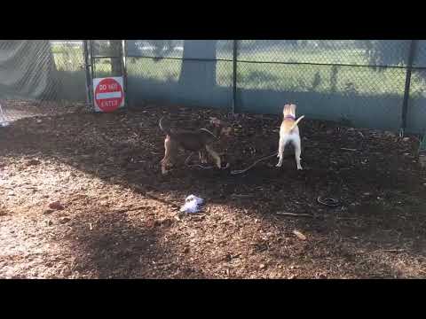 Cinnabear, an adopted American Bulldog & English Bulldog Mix in Winlock, WA_image-1