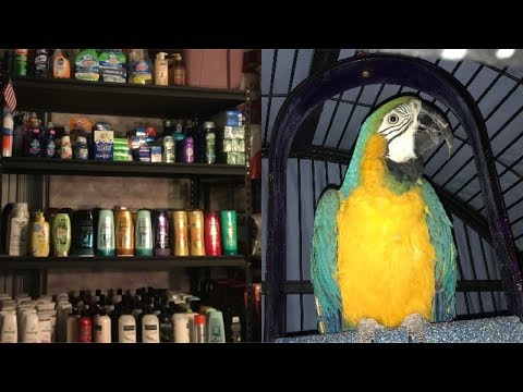 Extreme Coupon Stockpile Tour Jan 2018 and Meet Ms Daisy our blue and gold Macaw
