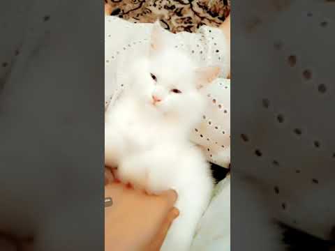 hi I am Rukaiya watch my cute cat videos on my YouTube channel  do subscribe share like and comment