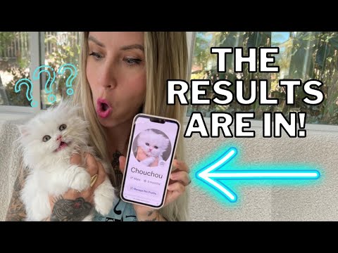 Chouchou's DNA Results (+ Answering Questions About Feline Genetics!)