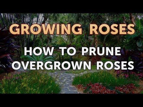 How to Take Care of a Mini Rose Plant