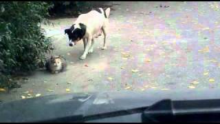 Крадущаяся собака