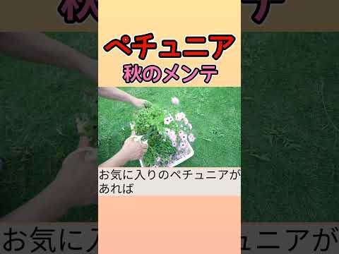 太陽の花がいっぱいの回復可能な装飾
