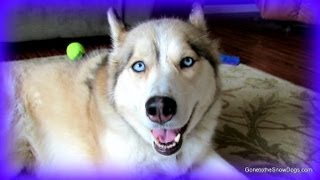 Antler Dog Chews Are they Safe? FAN FRIDAY #94