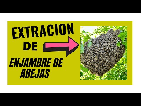 , title : 'EXTRACCIÓN DE ABEJAS URGENTE'