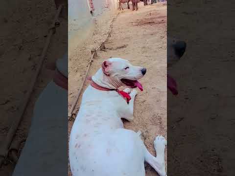 #dogoargentino #meerutvlogs #noora #cutedogpuppy #scoober #csk #ipl2023 #jaat