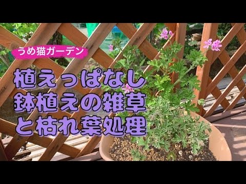 ゼラニウムの開花を促す方法