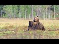 Two Huge Bears Are Fighting Over Food Big Bear Boxing Like Mike Tyson Kuhmo Finland HDR 4K