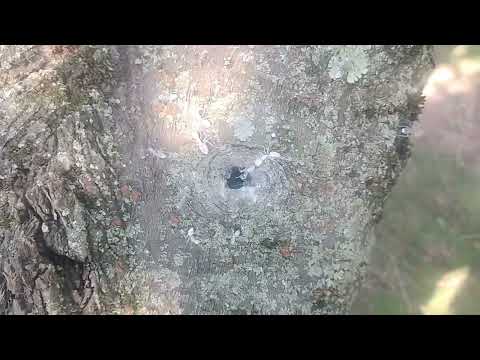 Carpenter Ants Harbor Inside a Tree in Allenhurst, NJ