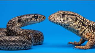 PRESA VIROU PREDADOR? Lagarto vs Cobra!