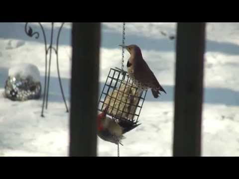 Woodpeckers Fighting Over Suet