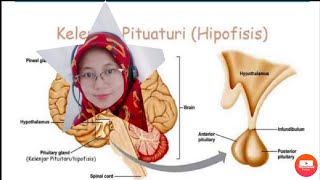 Kelenjar Hipofisis ( Pituitari )