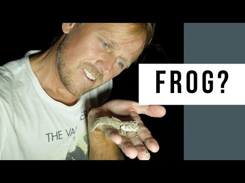 Mudskippers At Navutu Stars Yasawa Islands Resort Fiji