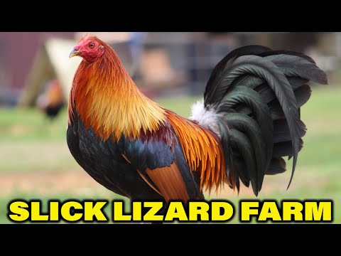 Beautiful Quality Birds Slick Lizard Farm Alabama | Kelso Yellow Leg Hatch Sweater Asil