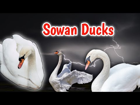 Sowan's Nest and hatching of cygnets | Most Beauty of sowan ducks sounds | Animal World | sundor has