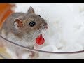 A Cheek Pouch Everts In A 6 Month Old Dwarf Hamster Pt 2 3
