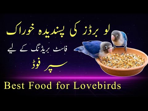 Love bird food | best food for love birds | mix seed for love birds English subtitles