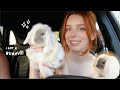 GETTING MY DREAM PET First 72 Hours With Baby Mini Lop Bunny