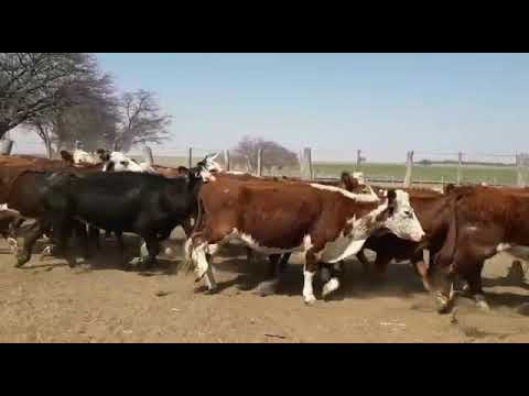 La Escondida SRL 35 vacas vacías