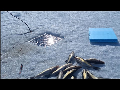 Talviverkoilla Pielisellä 1.4.25. Jata 41 PIUKKANA!!