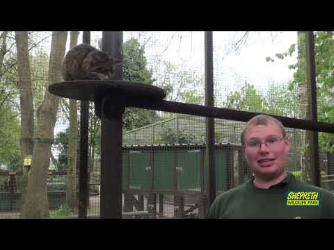 Scottish Wildcats at Shepreth Wildlife Park
