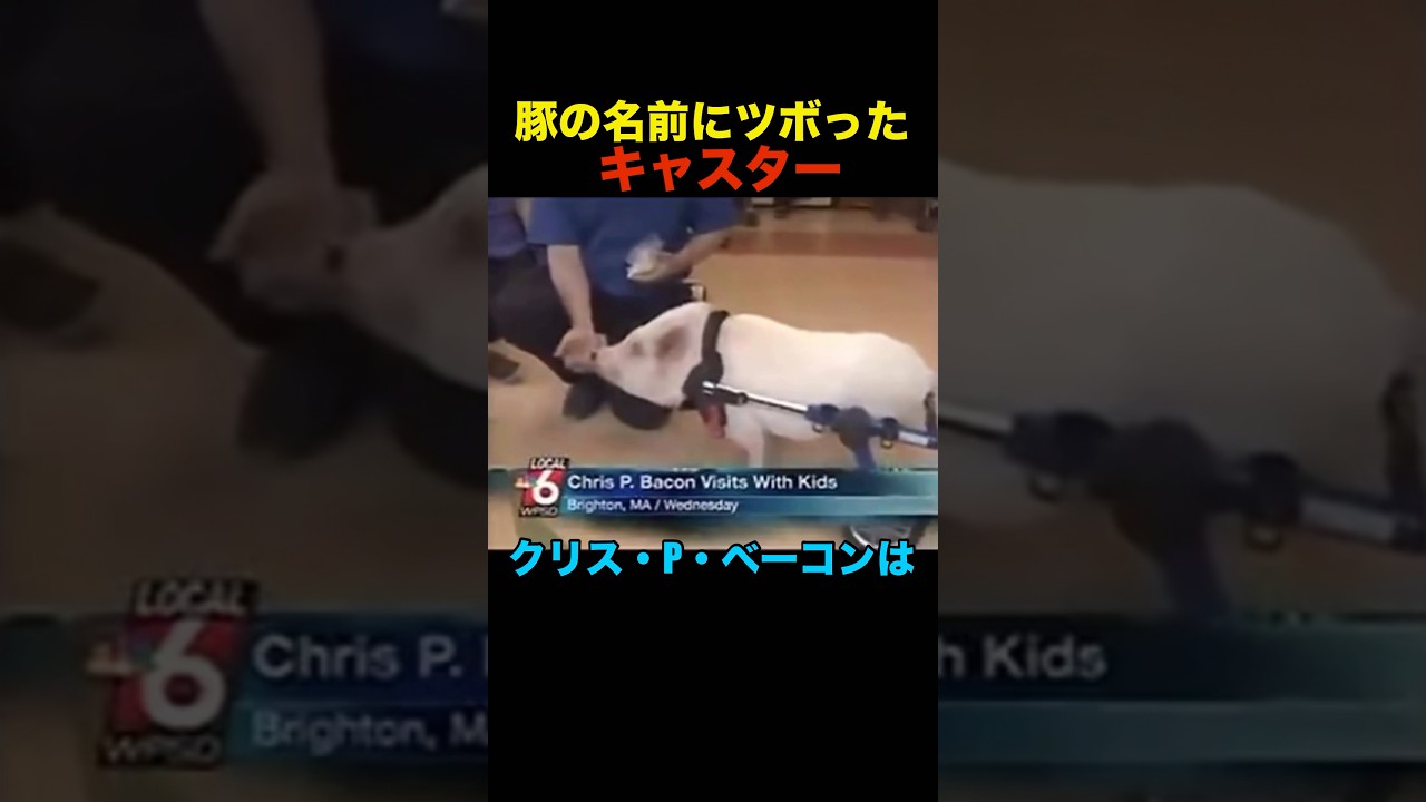 豚の名前にツボったキャスター #shorts #funny #面白い #news #放送事故 #動物 #animals