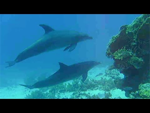 Faszination Tauchen, Unterwasseraufnahmen von den Philipinen, Ägypten, Indonesien und Thailand