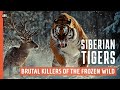 SIBERIAN TIGERS Russia S Deadliest Predator Wildlife Documentary