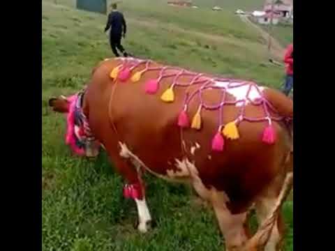 Hasan Pekin .ALİ'M DESTANI  Bir Gurbet Hikayesi