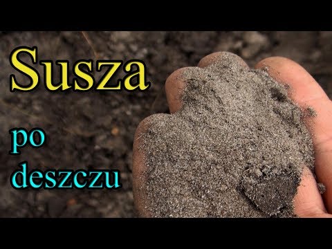 Ogrodowe pierdamony 22 - susza po deszczu