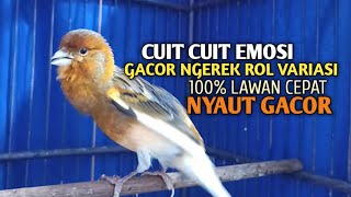 Download lagu kenari gacor panjang Cuit Cuit EMOSI, Pancingan Kenari Paud Belajar Bunyi, terapi AMPUH Kenari MACET mp3