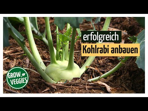 , title : 'Kohlrabi erfolgreich anbauen | Gemüseanbau im Garten'