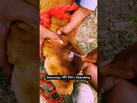 Dehorning / सींग रोधन / Disbudding ! VetCareOfficial #shorts #trending #viralvideo