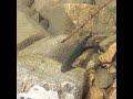 DID YOU KNOW? Bear lake grows some of the biggest cutthroats in Utah