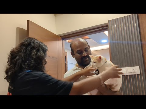 Krish in terror mood #love #funny #cat #krish #pets 