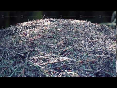 An anthill, chaotic ants are running around. Video resolution 4k