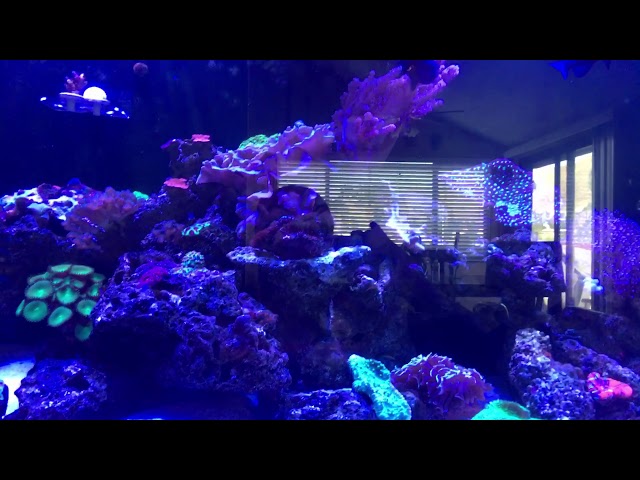 nitrates in the reef tank