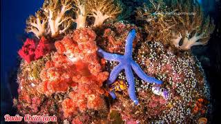 📻Radio Chữa Lành | Ta Là Ai Giữa Cuộc Đời Này? | Diễn đọc: Văn Sunshine