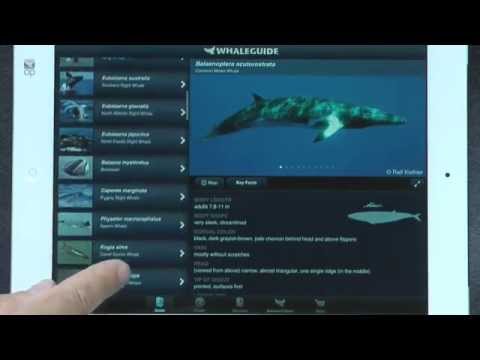 WhaleGuide Video
