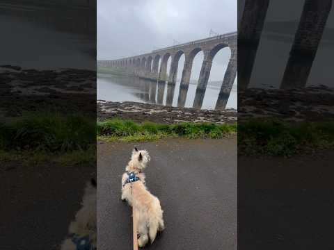 Cairn terrier explores bridge in Berwick Upon Tweed