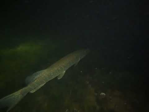 Nachttauchgang im Heeder See am 05.09.2023