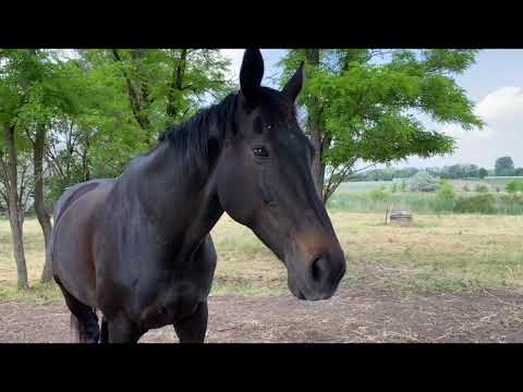 Eladó gyönyörű tanya Domaszéken