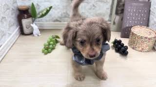 ハーフ犬の動画01