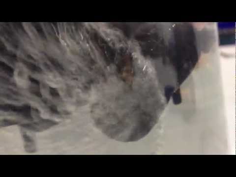 Demo of Liquid Ring Type Compressor