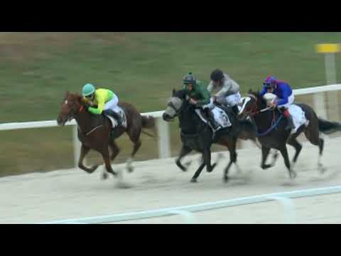 Lósport:Az elmúlt hétvége legjobb galopp-és ügető futamai a Kincsem Parkból